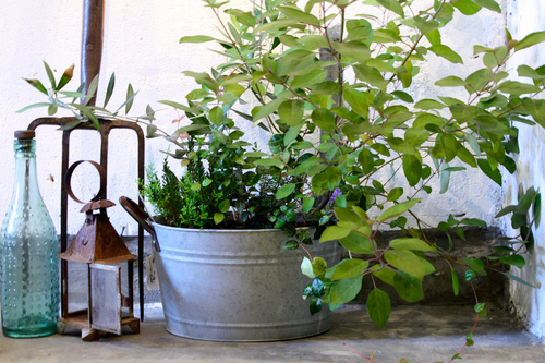 植物 いろいろ_e0309501_14254772.jpg