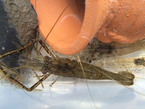 キャッチ アンド イート_e0309501_1646079.jpg