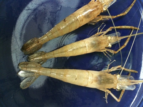 キャッチ アンド イート_e0309501_16493588.jpg